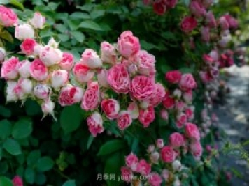 胭脂扣月季，多季開花的藤本，花期長，單枝條開花幾十朵