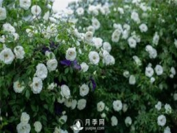 月季網(wǎng)推薦9個花園藤本月季品種！