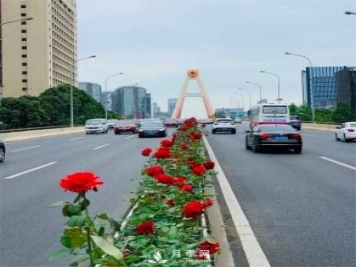 “高顏值”大花月季上街！四川成都立交橋月季花帶來了！