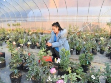 廣西防城港：網(wǎng)絡(luò)直播帶旺月季花銷售 推進鄉(xiāng)村振興