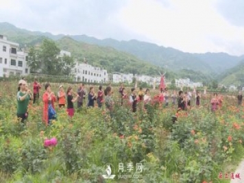 湖北通城：月季賞花經(jīng)濟(jì)打造美麗鄉(xiāng)村新面貌