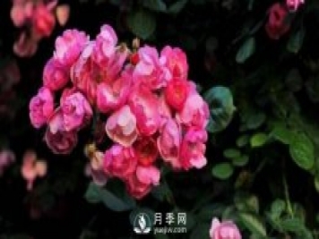 推薦6個特別好看的藤本月季品種