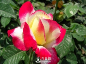 要想盆栽月季花養(yǎng)得好，做好這5點很實用
