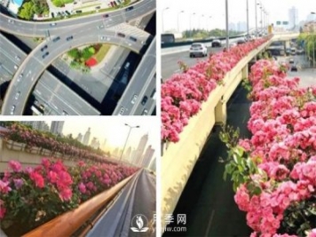 月季園林大觀，月季扮靚各大城市！