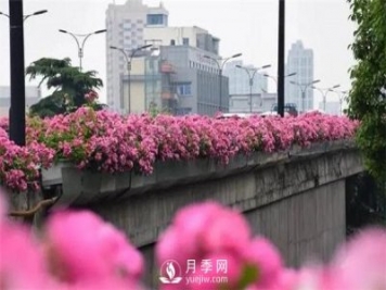 100余萬株月季引進，2020年太原市將變身玫瑰之都