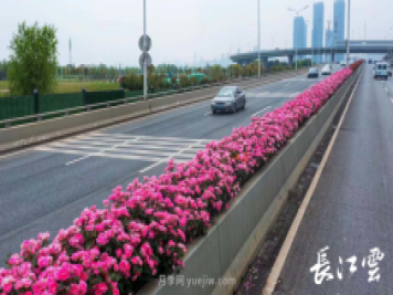 南陽月季美化武漢花城，百條道路月季開到爆街
