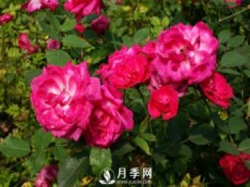 你知道人家那月季花開的好又多 原來他們是這樣施肥的