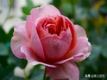 推薦3個(gè)優(yōu)秀的冷門月季品種，也許還在誰(shuí)的花園里爭(zhēng)美