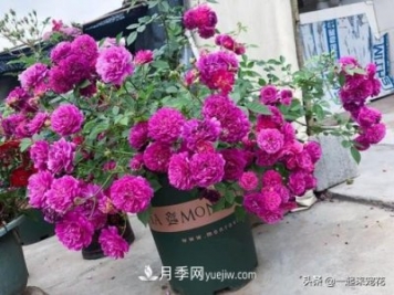 新年養(yǎng)盆香水月季，花朵香飄滿屋，陽臺(tái)盆栽佳品