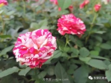 山東東營：月季盛開，這里的春天，太美了