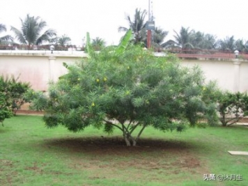 園林綠化是國(guó)家戰(zhàn)略，利潤(rùn)很高，了解行業(yè)標(biāo)準(zhǔn)財(cái)富滾滾來