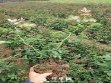 這些盆栽月季花苗都搶瘋了 買營養(yǎng)缽月季要快