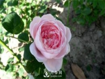 月季網(wǎng)告訴你環(huán)剝法扦插歐月如何操作？