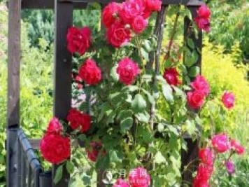 養(yǎng)月季花要會修剪，花朵彩繪越來越多