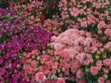 中國(guó)6大花市，全國(guó)花卉批發(fā)市場(chǎng)介紹