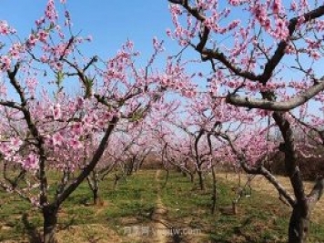 各地賞花經(jīng)濟(jì)興起，這些月季苗木又火了一把