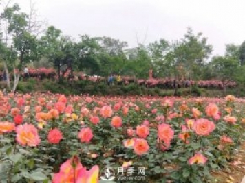 2021四川綿陽(yáng)百萬(wàn)醉美月季花海藝術(shù)節(jié)，4月15日盛大開幕有福利