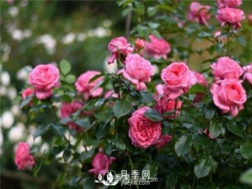 藤本月季的施肥和澆水方法與種植時間