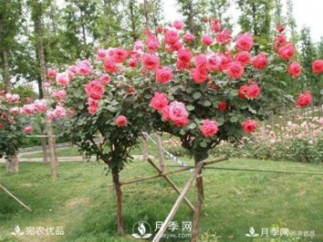 樹樁盆景溫室內(nèi)養(yǎng)護(hù)管理技術(shù)