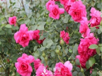 大游行用來(lái)做花墻，不錯(cuò)的選擇！