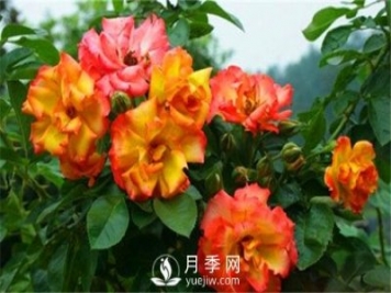 2月份的月季抹芽工作注意事項(xiàng)