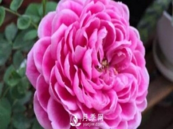 牡丹月季，瑪麗玫瑰?，保羅內(nèi)龍