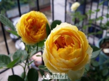 金絲雀月季葉黃長斑掉葉咋辦？