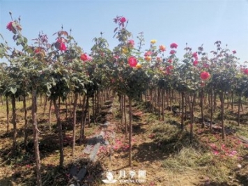南陽(yáng)快速培育樹(shù)狀月季方法大全！從嫁接到管護(hù)