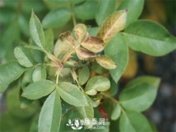 別再傻傻擼葉子了，這才是對付紅蜘蛛的必殺技！