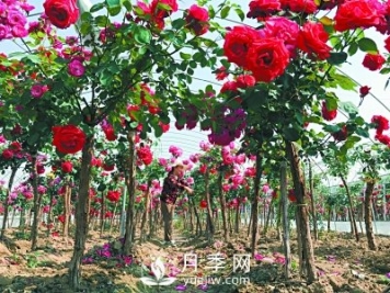 新品“月季樹”為北京市花添色彩，居然引種自南陽內(nèi)鄉(xiāng)