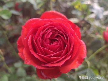 月季的特性、品系、價(jià)值、花語