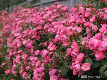 金華職院月季花墻，校園美麗多彩