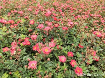 早春時(shí)節(jié)草花播種方法和注意事項(xiàng)