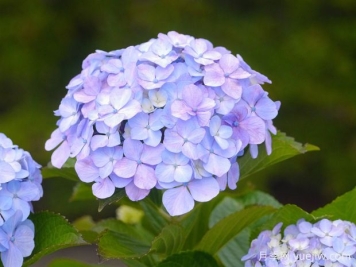 繡球花如何養(yǎng)護(hù)？掌握這幾點(diǎn)，立馬花團(tuán)錦簇
