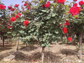地栽月季施什么肥料最好？