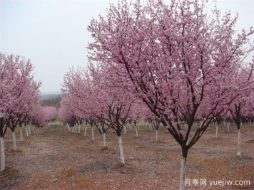北方城市園林植物八品，一起來細(xì)品
