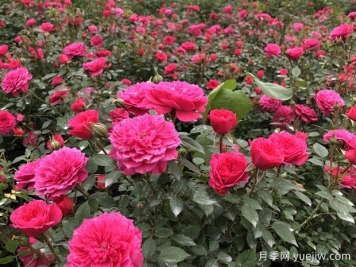 蚌埠好玩的景點(diǎn)盤(pán)點(diǎn)，還有月季園