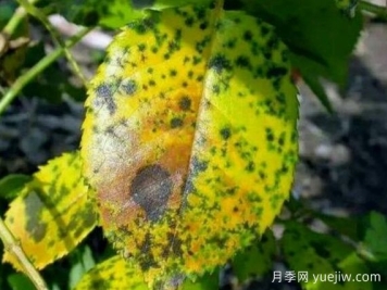 月季銹病用什么藥效果好？