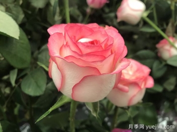 艾莎月季開花時間和優(yōu)缺點