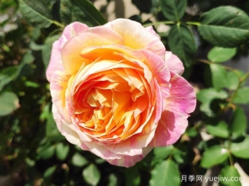 莫奈月季的優(yōu)缺點(diǎn)是什么？介紹
