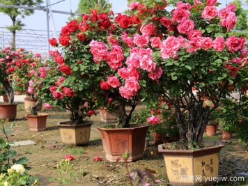 ?樹狀月季春季花后修剪攻略，復(fù)花靠剪