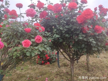 喬木、灌木、藤本植物養(yǎng)護(hù)技術(shù)規(guī)范