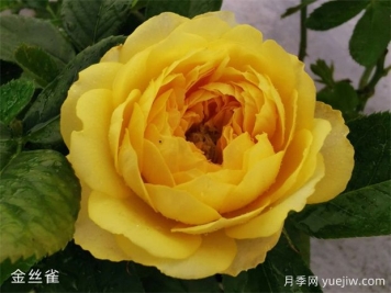 微型月季金絲雀優(yōu)缺點(diǎn)都不少，養(yǎng)護(hù)做好兩個(gè)點(diǎn)花開不斷