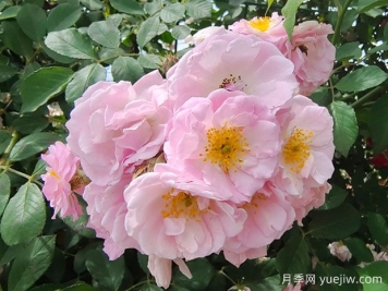 薔薇與古詩詞