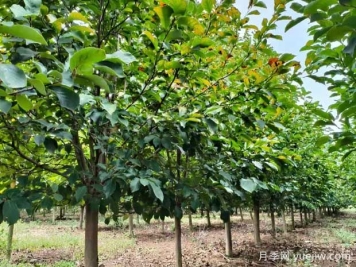 四月份園林植物養(yǎng)護技術(shù)要點