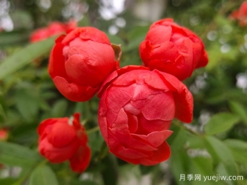 甜蜜紅木香，耐寒耐旱好養(yǎng)易活攀爬能力強(qiáng)