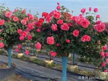 月季想要開的好，春季抹芽很關(guān)鍵