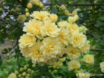 木香花品種有哪些？產(chǎn)地分布在哪？