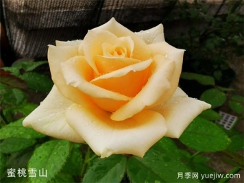 蜜桃雪山月季，黃色系月季經(jīng)典品種