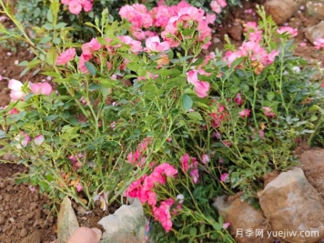 月季花的栽培方法和養(yǎng)護(hù)措施